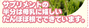 「ぽぽたん」でもおなじみサプリメントの半分は母乳に嬉しいたんぽぽ根でできています。