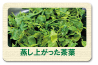 蒸し上がった茶葉(深蒸し茶)