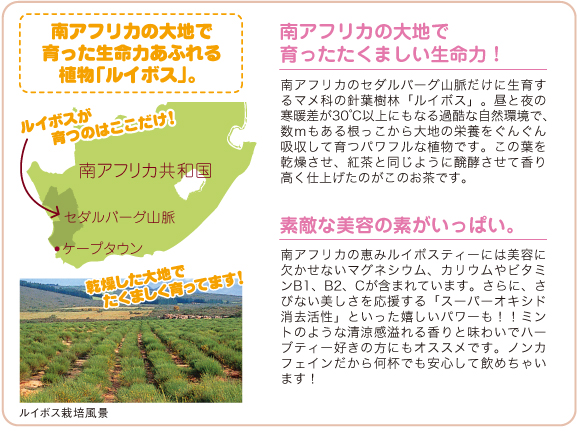 南アフリカの大地で育った生命力あふれる植物「ルイボス」。