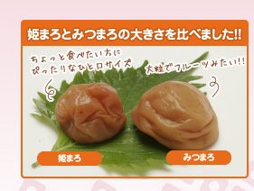 姫まろとみつまろの大きさを比べました!!
