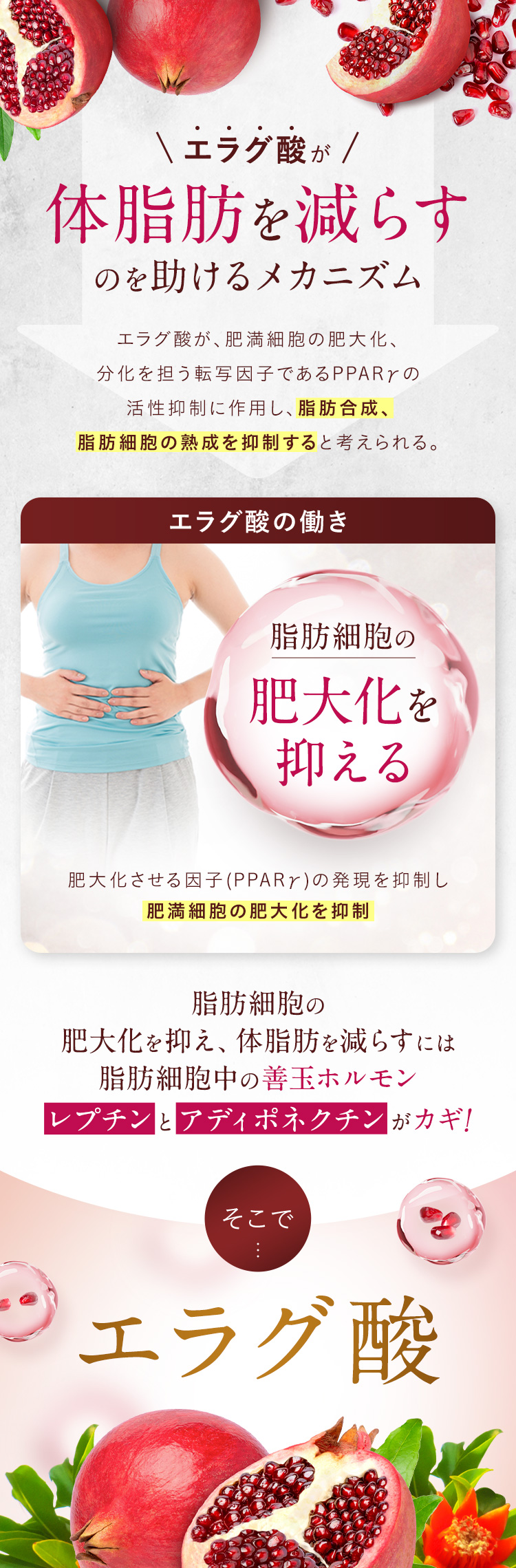 エラグ酸が体脂肪を減らすのを助けるメカニズム