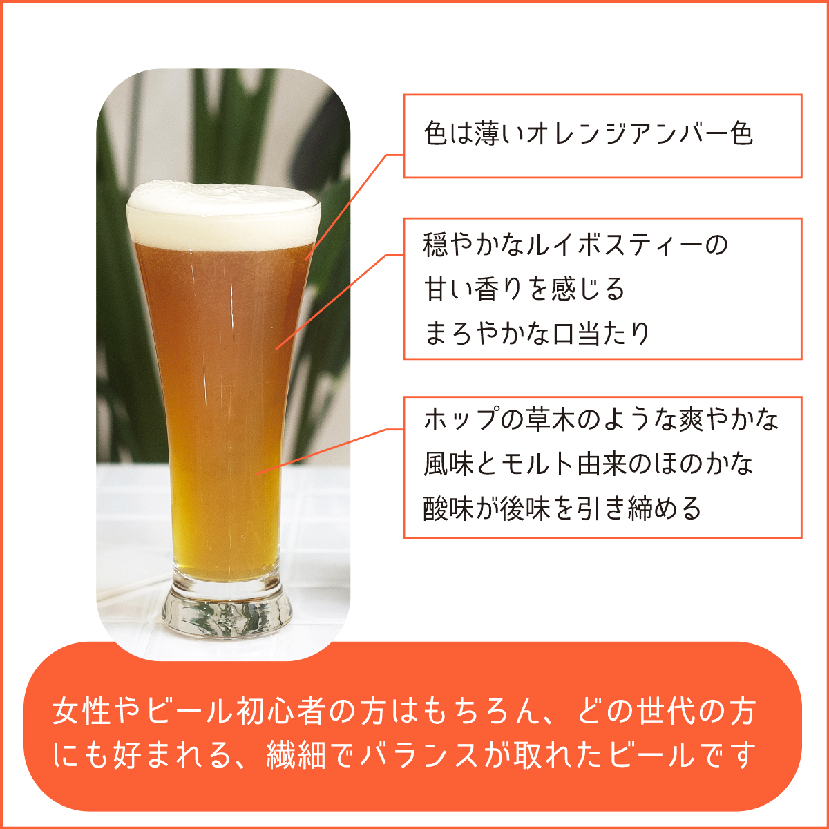 色は薄いオレンジアンバー色、穏やかなルイボスティーの甘い香りを感じるまろやかな口当たり、ホップの草木のような爽やかな風味とモルト由来のほのかな酸味が後味を引き締める