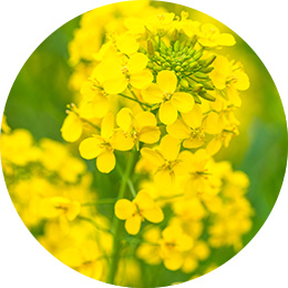 γ-ドコサラクトン