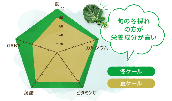 サイズは50cm超え！「ジューシーグリーン」は日本第一号として品種登録されたケール