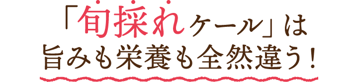 「旬採れケール」は 旨みも栄養も全然違う！