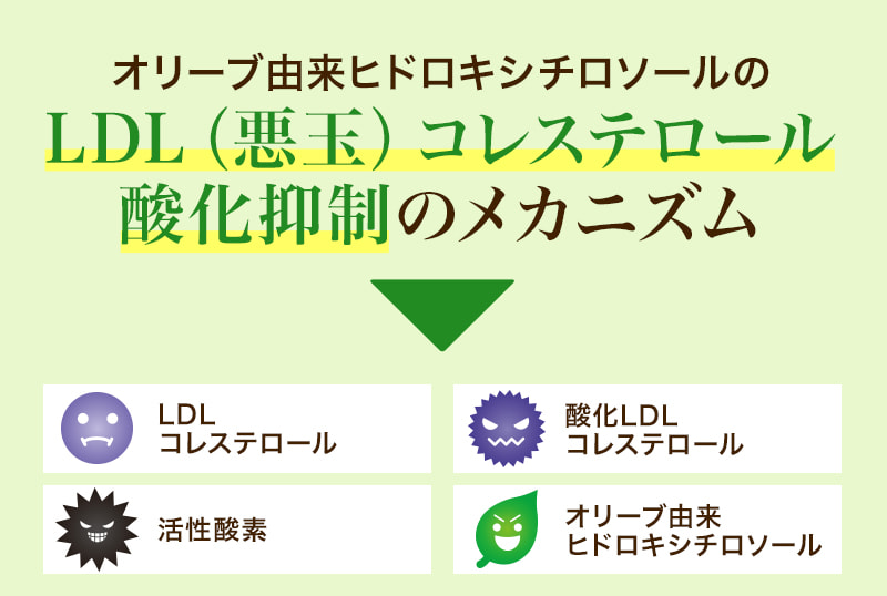オリーブ由来ヒドロキシチロソールのLDL（悪玉）コレステロール酸化抑制のメカニズム