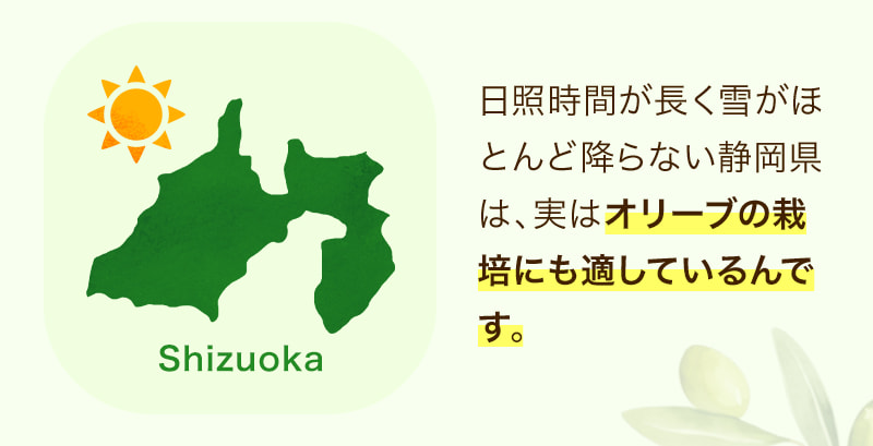 日照時間が長く雪がほとんど降らない静岡県は、実はオリーブの栽培にも適しているんです。