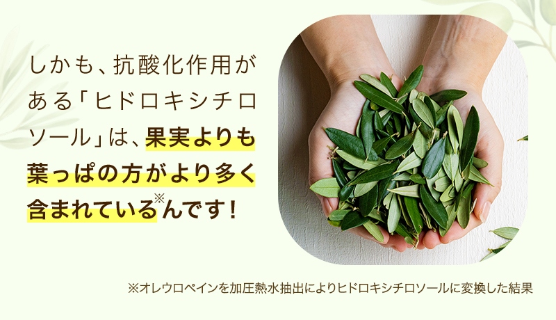 しかも、抗酸化作用がある「ヒドロキシチロソール」は、果実よりも葉っぱの方がより一層摂取できるんです!