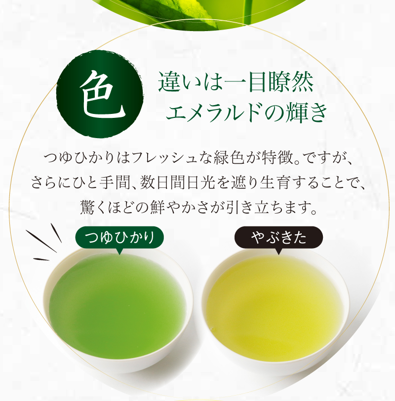 違いは一目瞭然エメラルドの輝き