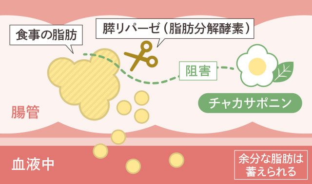 チャカサポニンが膵リパーゼの働きを阻害し、食事から摂取した脂肪の分解・吸収を抑制する仕組みの図