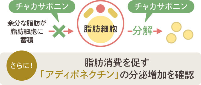 チャカサポニンが脂肪細胞への中性脂肪の蓄積を抑え、蓄積した中性脂肪の分解を促進するイメージ図