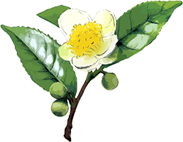 茶花