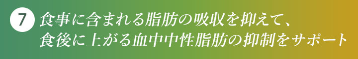 7 食事に含まれる脂肪の吸収を抑えて、食後に上がる血中中性脂肪の抑制をサポート