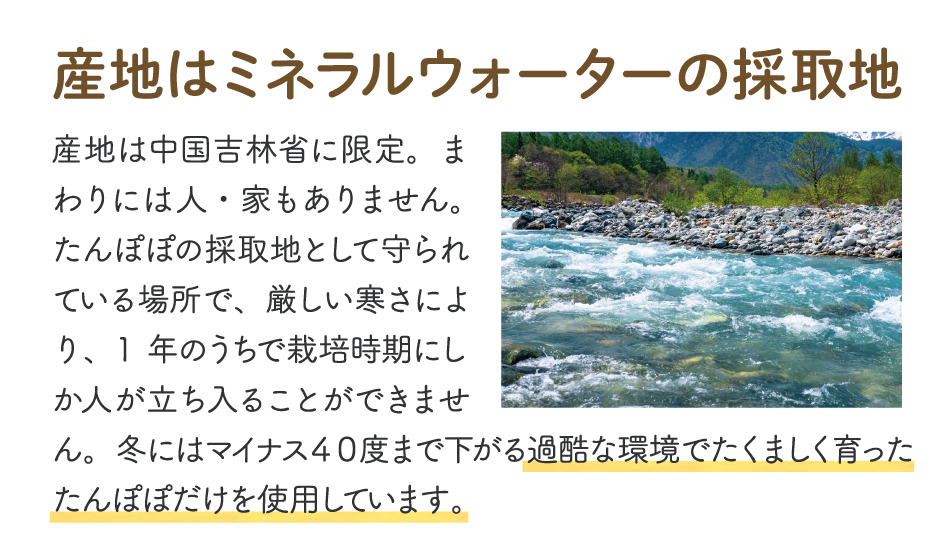 【産地はミネラルウォーターの採取地】産地は中国吉林省に限定。まわりには人・家もありません。たんぽぽの採取地として守られている場所で、厳しい寒さにより、1年のうちで栽培時期にしか人が立ち入ることができません。冬にはマイナス40度まで下がる過酷な環境でたくましく育ったたんぽぽだけを使用しています。