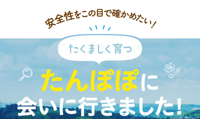 たんぽぽに会いに行きました！