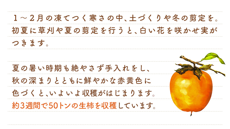 1〜2月に土作りと選定、初夏に草刈りと選定。夏の暑い時期も絶やさず手入れし、秋の深まりとともに鮮やかな赤黄色に色づくといよいよ収穫。約3週間で40トンの生柿を収穫します。