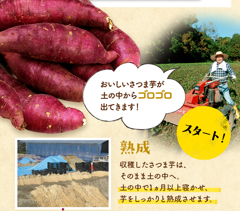 「おいしいさつま芋が土の中からゴロゴロ出てきます！」【スタート！】熟成