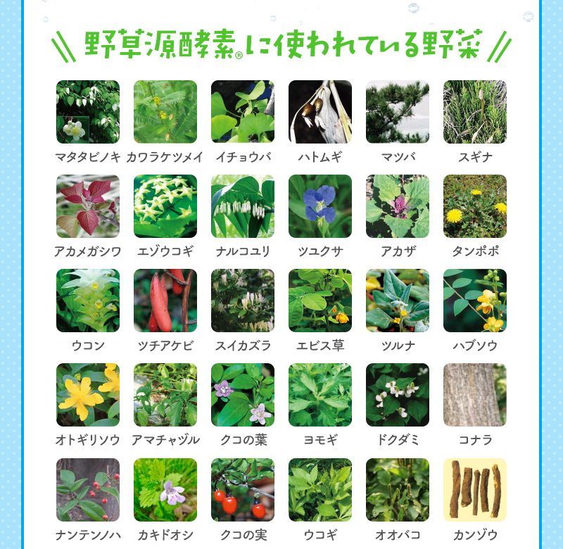 野草源酵素(R)に使われている野菜