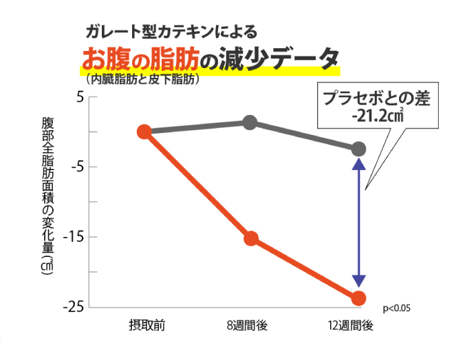 ガレート型カテキンによるお腹の脂肪の減少を表す図