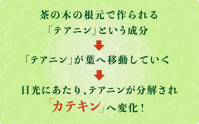 茶の木の根元で作られる「テアニン」という成分⇒「テアニン」が葉へ移動していく ⇒日光にあたり、テアニンが分解され「カテキン」へ変化！