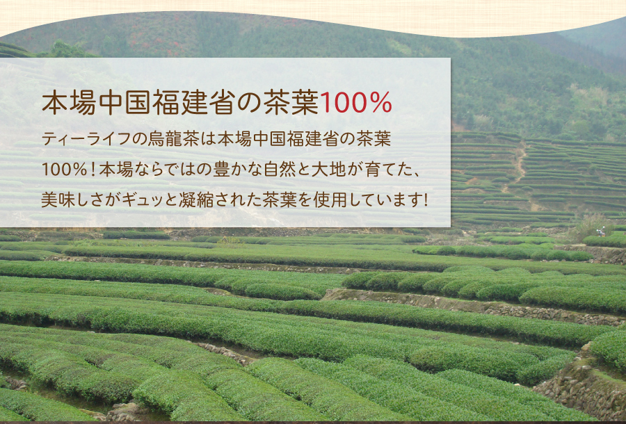 本場中国福建省の茶葉100%使用