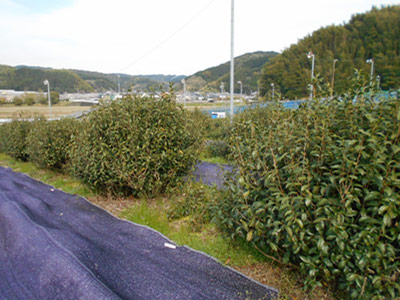 茶の実生産茶園に再生。茶の実生産茶園は、個々の茶樹が十分に太陽を浴び、訪花昆虫がどの茶花にも均一に受粉でき、果実や種子を採取しやすいように、一株仕立てとするのが適当です。