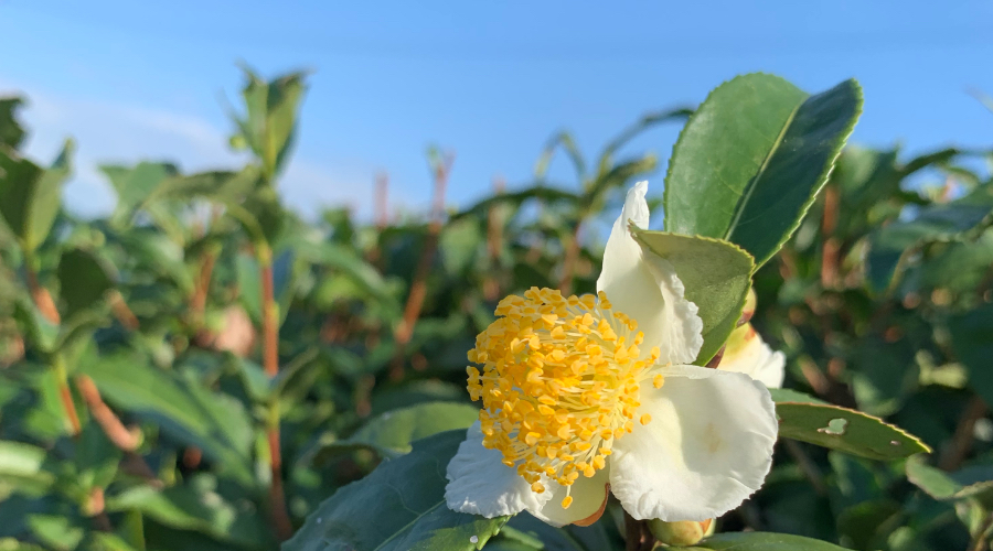 「hugm（ハグム）ナチュラルシャンプーの茶の実オイルのスライド画像3