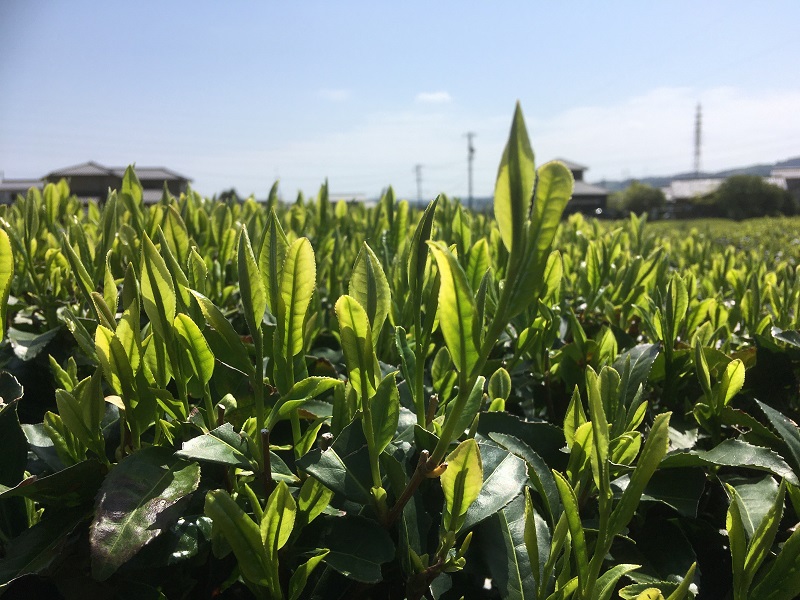 新芽がどんどん伸びています♪