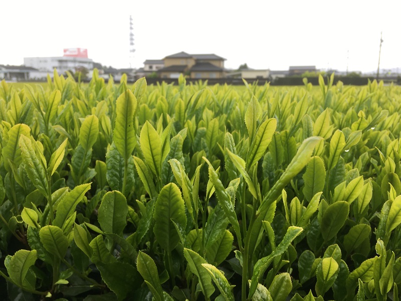 キラリと雨露が輝く