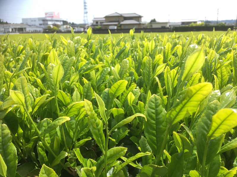 明日はついに茶摘み！？