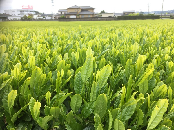 これが摘まれる間際の新茶です