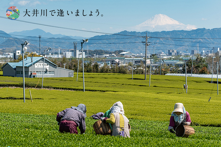 大井川で逢いましょう。