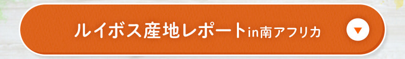 ルイボス産地レポートin南アフリカ