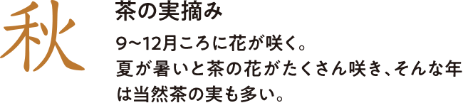 秋 茶の実摘み 9~12月ころに花が咲く。夏が暑いと茶の花がたくさん咲き、そんな年は当然茶の実も多い。