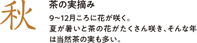 秋  茶の実摘み 9～12月ころに花が咲く。夏が暑いと茶の花がたくさん咲き、そんな年は当然茶の実も多い。