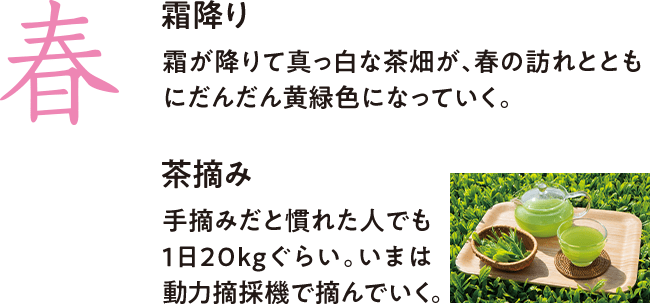 春 霜降り 霜が降りて真っ白な茶畑が、春の訪れとともにだんだん黄緑色になっていく。 茶摘み 手摘みだと慣れた人でも1日20kgぐらい。いまは動力摘採機で摘んでいく。