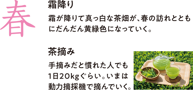 春　霜降り　霜が降りて真っ白な茶畑が、春の訪れとともにだんだん黄緑色になっていく。 茶摘み 手摘みだと慣れた人でも1日20kgぐらい。いまは動力摘採機で摘んでいく。