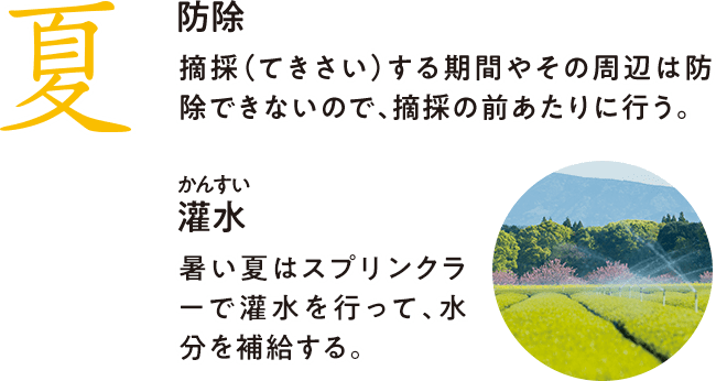 夏 防除 摘採(てきさい)する期間やその周辺は防除できないので、摘採の前あたりに行う。灌水(かんすい)暑い夏はスプリンクラーで灌水を行って、水分を補給する。