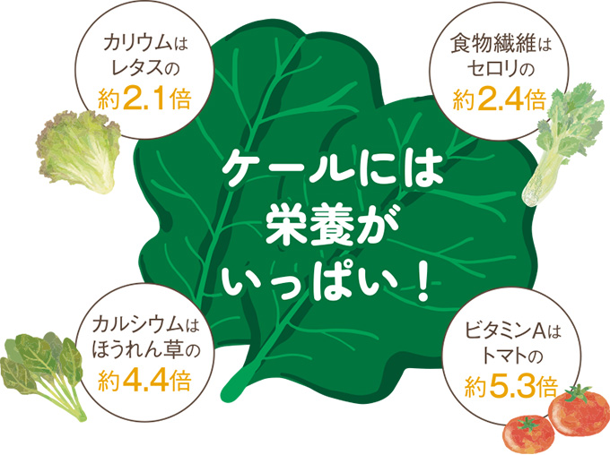 ケールには栄養がいっぱい！カリウムはレタスの約2.1倍 食物繊維はセロリの約2.4倍 カルシウムはほうれん草の約4.4倍 ビタミンAはトマトの約5.3倍