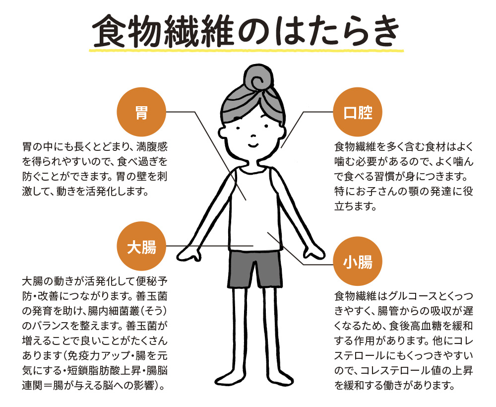 食物繊維のはたらき
