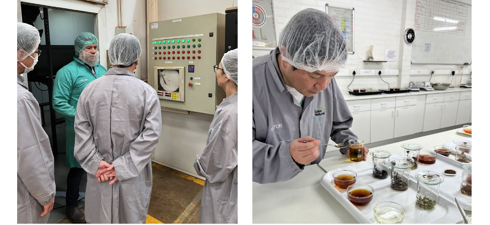 ルイボス加工工場