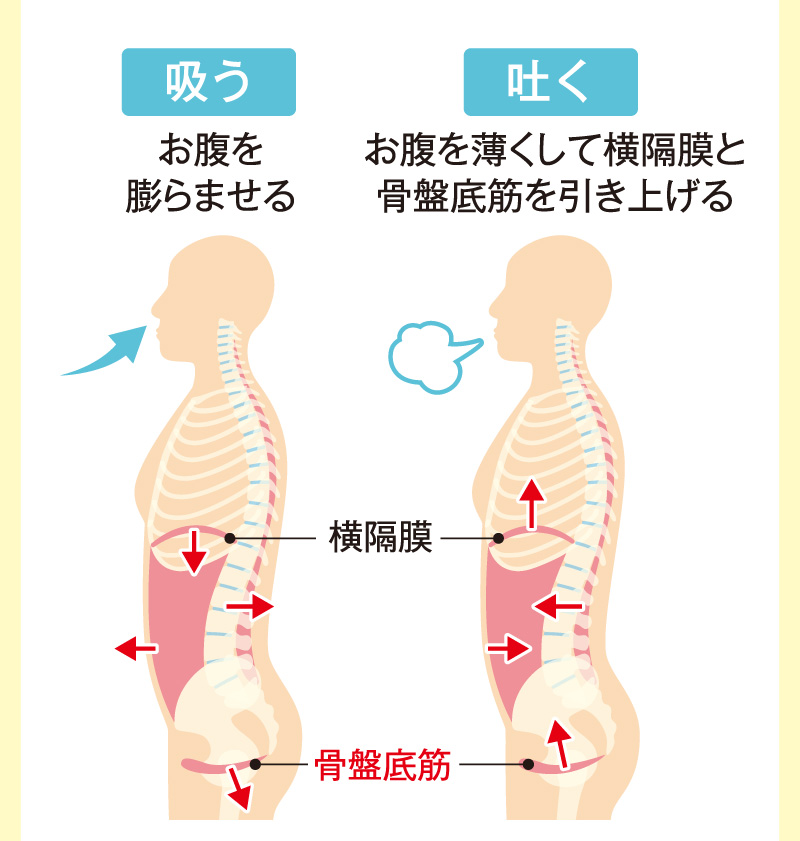 横隔膜と骨盤底筋を意識しながら吸ったり吐いたり
