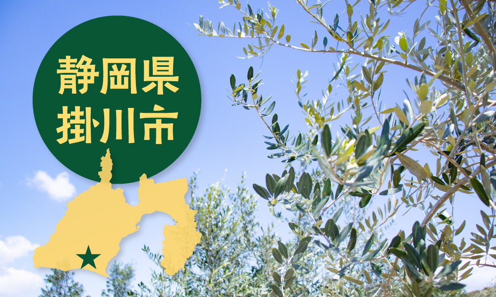 静岡県掛川市×オリーブ