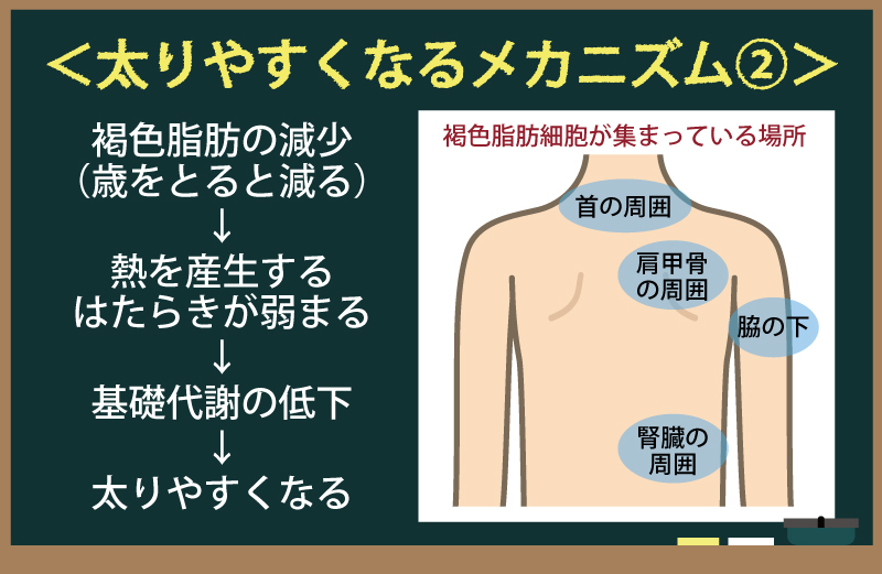太りやすくなるメカニズム2