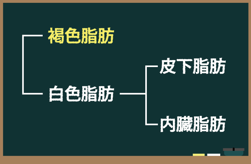 褐色脂肪・白色脂肪・皮下脂肪・内臓脂肪