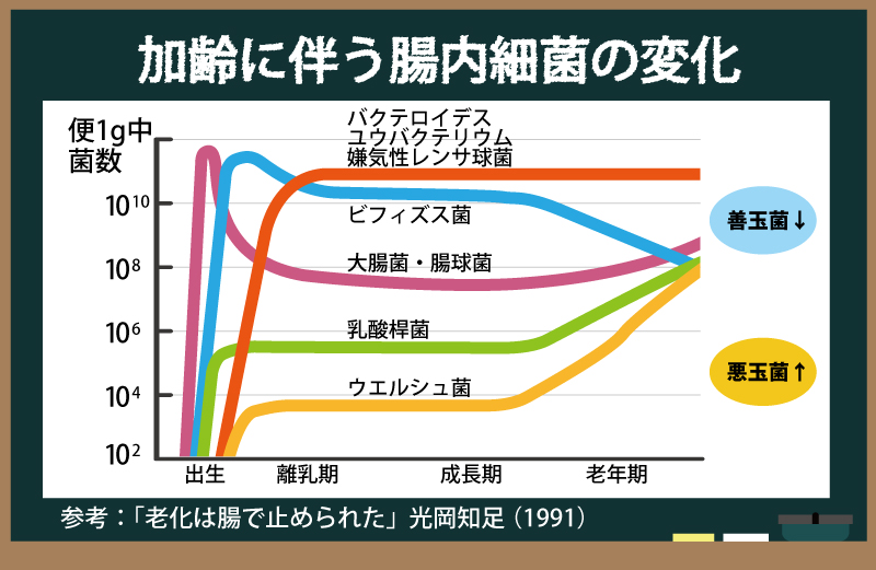 加齢に伴う腸内細菌の変化