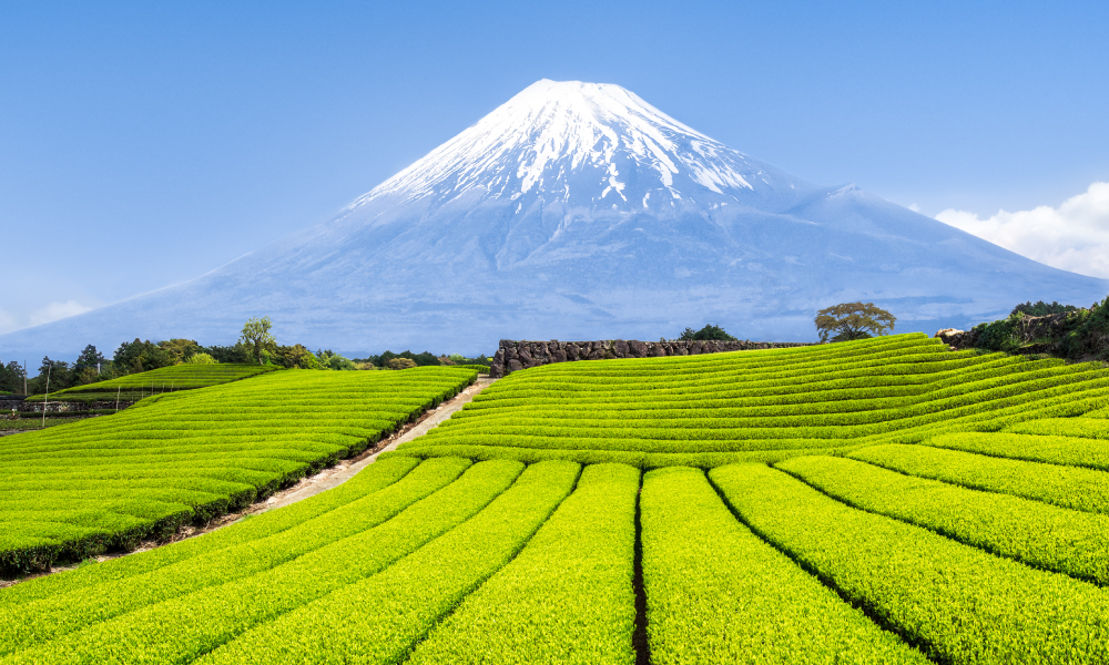 静岡茶の特徴とは？