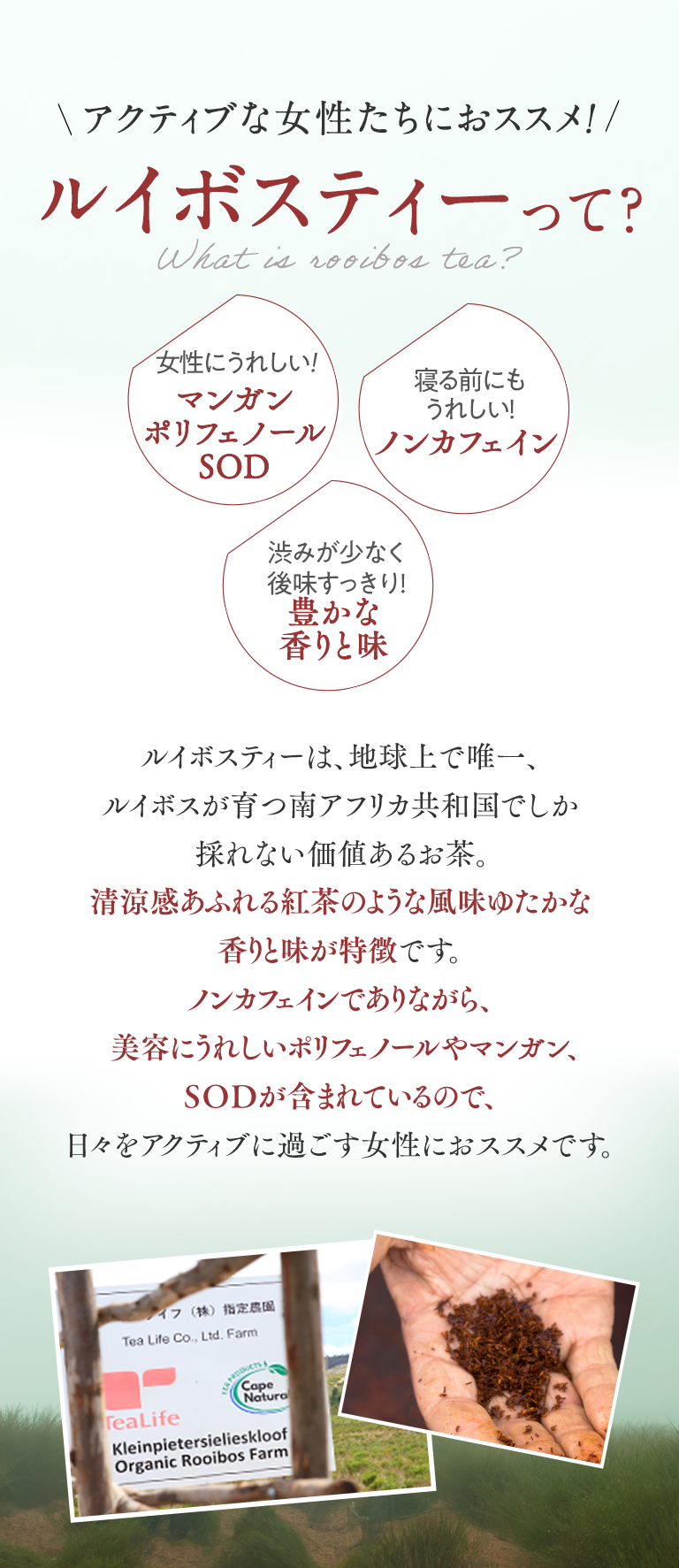 アクティブな女性におススメ!ルイボスティーって?